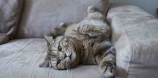 Gatto sul divano