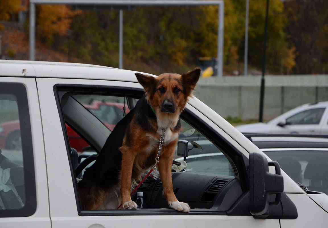 Cane al volante