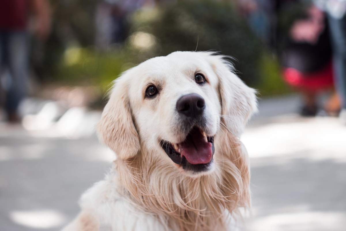 Un cane alla guida