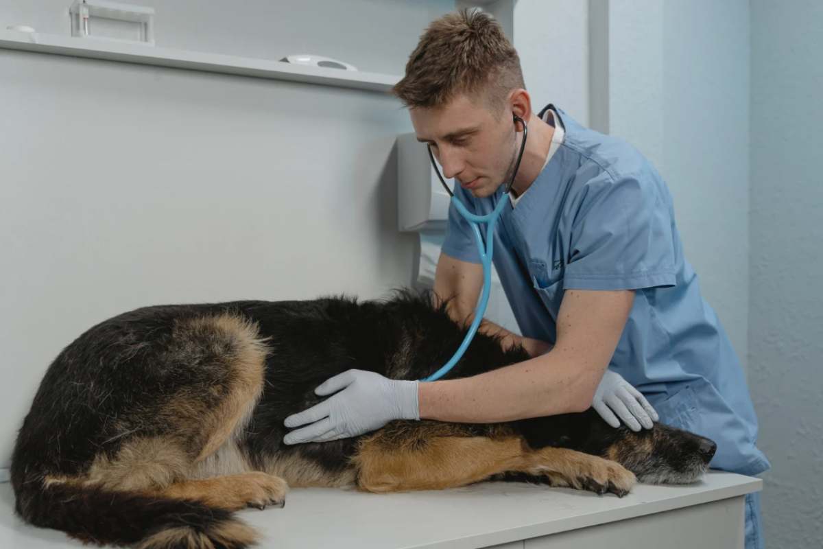 Un cane curato dal veterinario