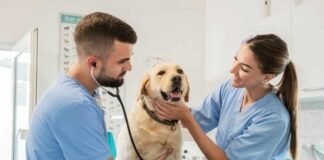 Veterinario con il cane