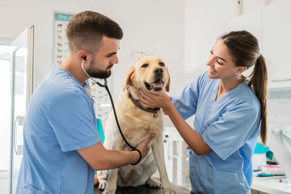 Veterinario con il cane